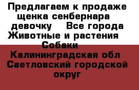 Предлагаем к продаже щенка сенбернара - девочку. - Все города Животные и растения » Собаки   . Калининградская обл.,Светловский городской округ 